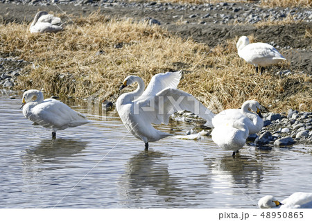 遊水池の白鳥 48950865