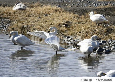 遊水池の白鳥 48950866
