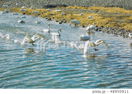 白鳥の離水 白鳥の離水 48950911