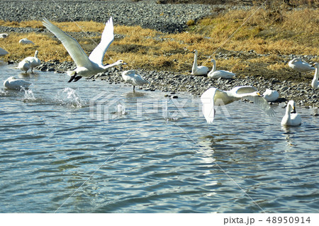 白鳥の離水 白鳥の離水 48950914