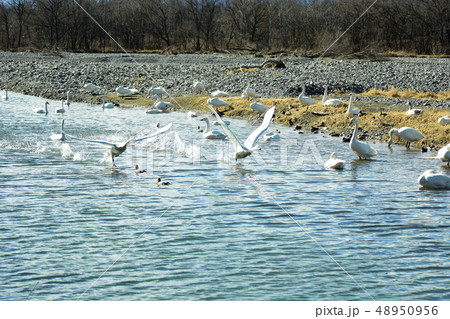白鳥の離水 白鳥の離水 48950956