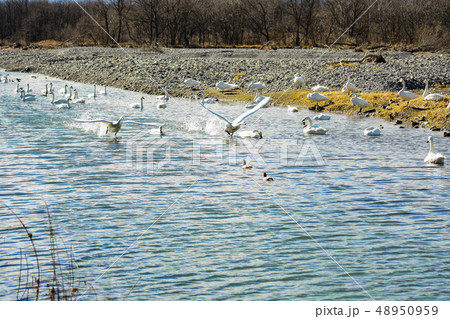 白鳥の離水 白鳥の離水 48950959