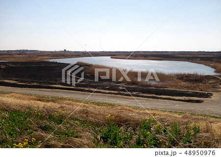 ヨシ焼跡の渡良瀬遊水地 ヨシ焼跡の渡良瀬遊水地 48950976