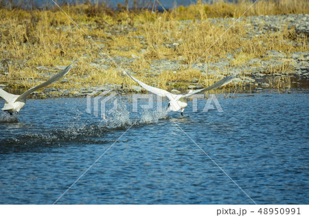 白鳥の離水 白鳥の離水 48950991