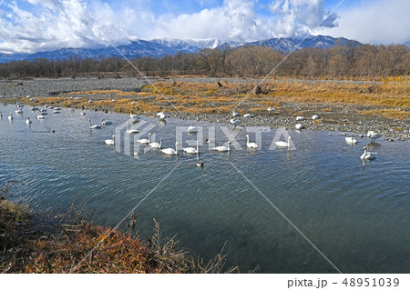 白鳥と北アルプス 白鳥と北アルプス 48951039