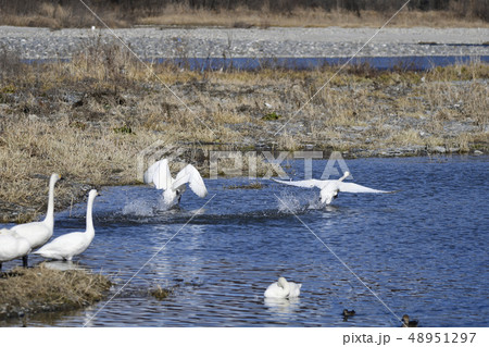白鳥の離水 白鳥の離水 48951297