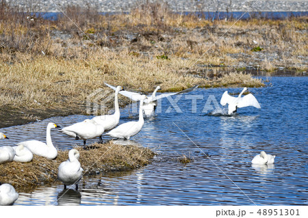 白鳥の離水 48951301