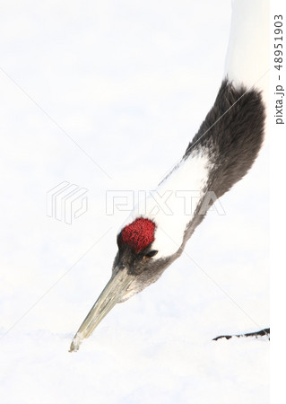 タンチョウ 丹頂鶴 頭部 頸部アップ ｆ の写真素材