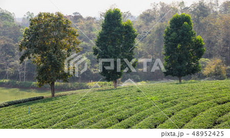 Large trees in tea plantation 48952425