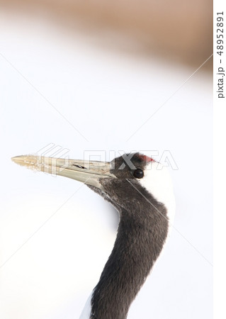 タンチョウ 丹頂鶴 頭部 頸部アップ ｌ の写真素材 4521