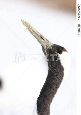 タンチョウ 丹頂鶴 頭部 頸部アップ ｎ の写真素材 4527