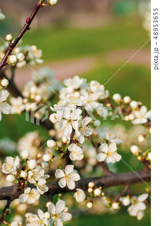A blooming cherry tree, a branch close-up with A blooming cherry tree, a branch close-up with 48953655