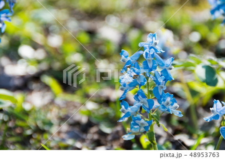 エゾエンゴサクの花 48953763