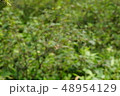 くもの巣 48954129