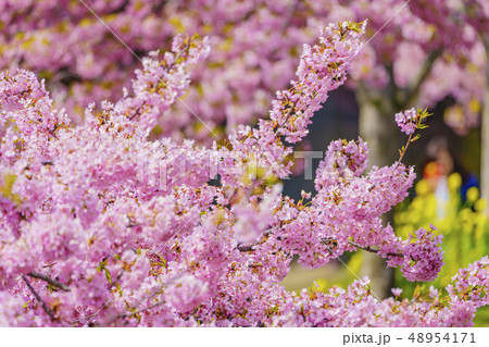 京都 淀水路の河津桜 京都 淀水路の河津桜 48954171