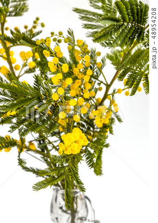 ミモザの花 Yellow flower Mimosa ミモザの花 Yellow flower Mimosa 48954208