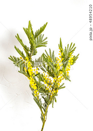 ミモザの花 Yellow flower Mimosa ミモザの花 Yellow flower Mimosa 48954210