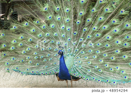 クジャク 孔雀 インド孔雀の写真素材