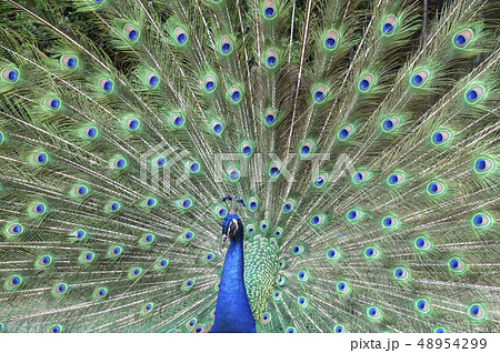 クジャク 孔雀 インド孔雀の写真素材
