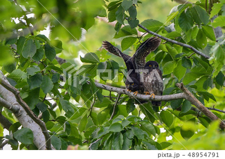 アオバズクの子供 48954791
