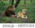 ライオンの夫婦 48955164