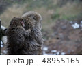 サルの親子 48955165