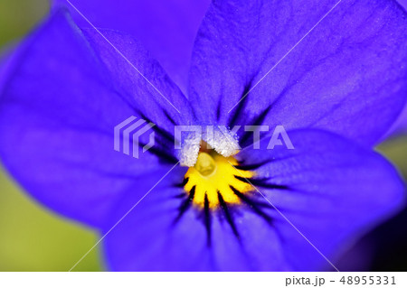 パンジー 48955331