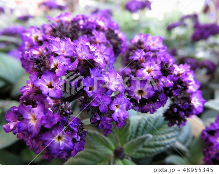 ヘリオトロープ 48955345