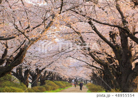 春の桜並木 春の桜並木 48955554