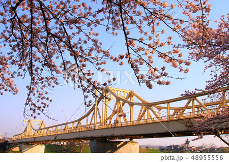 春の桜並木 48955556