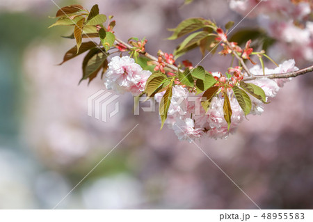韓国 自然 植物 48955583