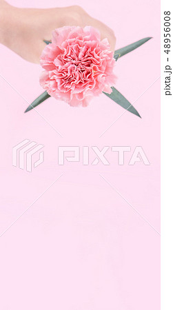 花 フラワー お花 48956008