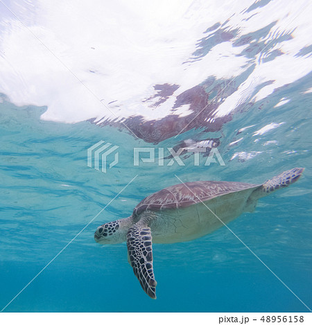Sea turtle swimming freely in the blue ocean. 48956158