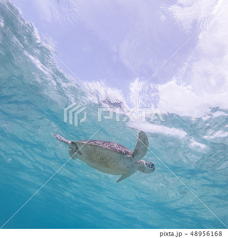 Sea turtle swimming freely in the blue ocean. Sea turtle swimming freely in the blue ocean. 48956168