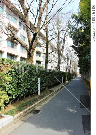 立命館大学　衣笠キャンパス 48956186