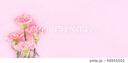 花 フラワー お花 48956502