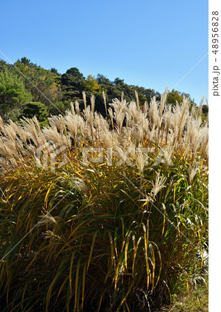 植物：ススキ　イネ科 48956828
