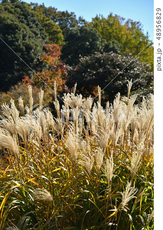 植物：ススキ　イネ科 48956829