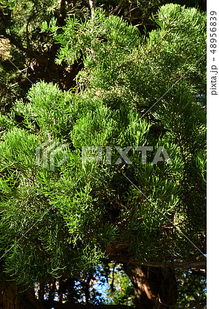 樹木:カイズカイブキ ヒノキ科 樹木:カイズカイブキ ヒノキ科 48956839