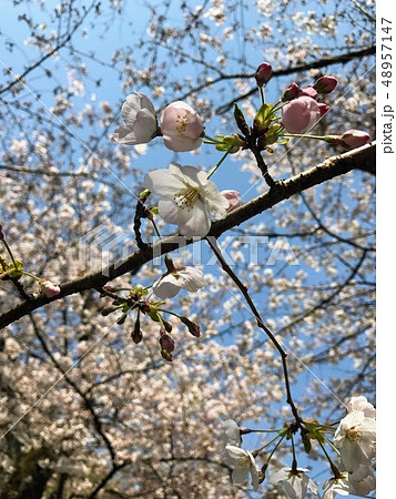 桜 4月 48957147