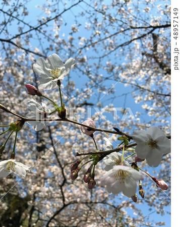 桜 4月 48957149