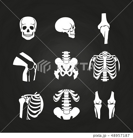 White human skull and bones 48957187