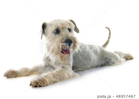 white miniature schnauzer white miniature schnauzer 48957467