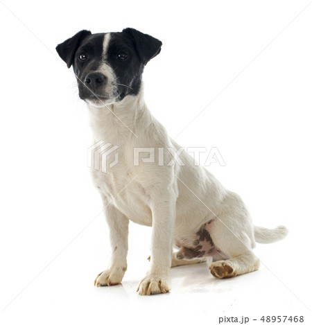 puppy jack russel terrier puppy jack russel terrier 48957468