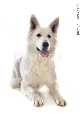 Swiss shepherd 48957471