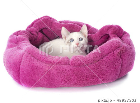 white kitten in cushion white kitten in cushion 48957503