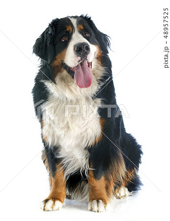 bernese moutain dog 48957525