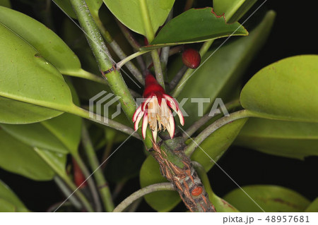 オヒルギの花 マングローブの植物の写真素材