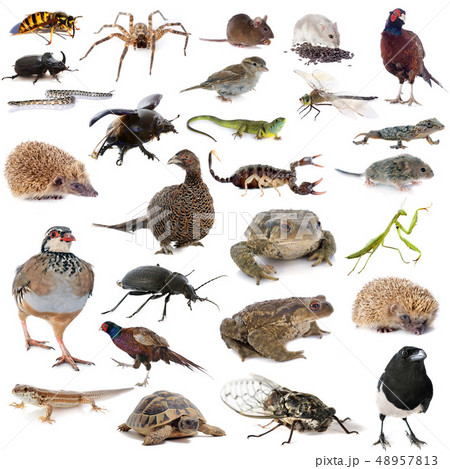 european wildlife 48957813