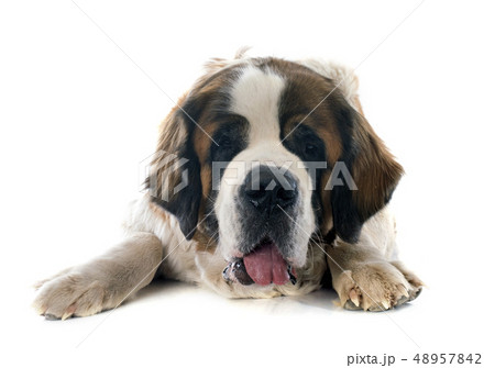 Saint Bernard 48957842